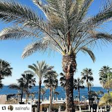 Repost Salinafu Sunny Day At Amare Marbella Beach Hotel Marbella Beach Hotel Marbella Beach Hotels