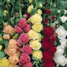 Hollyhock Carnival Mix Flower Seeds Alcea Rosea 50seeds Etsy In 2020 Flower Seeds Hollyhocks Flowers Planting Flowers