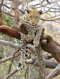 Funny Animals Funny Leopard Images Big Cat Family Wild Cats Black Footed Cat