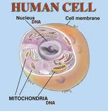 Questions and answers on labeled/unlebled diagrams of a human cell. Test Human Cell Quizlet