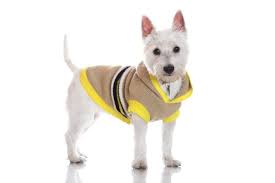 Es gibt immer einen grund sich eine schicke mütze zu stricken. Strickanleitung Hundepullover Zum Stricken Und Hakeln