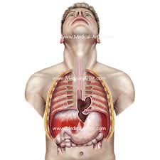 Human body parts toned slender female stomach or abdomen. Abdomen Illustrations Visualisations Of Human Anatomy