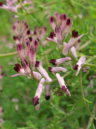 Image result for Fumariaceae