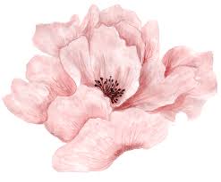 Recently added 39+ watercolor flowers pink images of various designs. Transparent Pink Watercolor Flowers Novocom Top