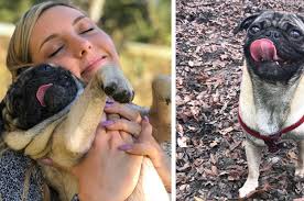 This College Student Wants "Justice For Bentley" After A Utility Worker  Killed Her Pug With A Pry Bar