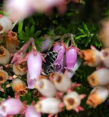 Image result for Erica kingaensis