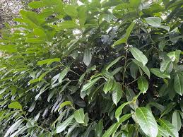 Maybe you would like to learn more about one of these? Laurier Palme Plantation Taille Et Conseils D Entretien