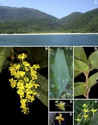 Image result for Ouratea