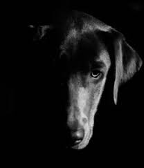 There are different griffon breeds available for your enjoyment. 7 Black Short Haired Dog Breeds Quality Dog Resources
