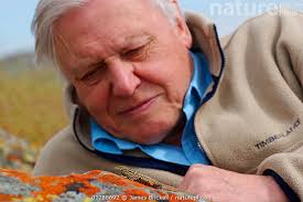 Stock photo of Sir David Attenborough watching a Side blotched lizard (Uta  stansburiana)…. Available for sale