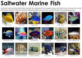 Pin By Punk Rock Preschool On Pets And Pet Care In 2020 Saltwater Aquarium Saltwater Aquarium Fish Saltwater Fish Tanks