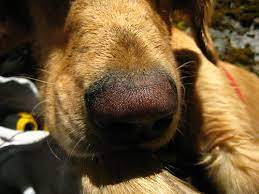 Companion, retrieving, assistance, obedience the golden retriever is one of the most popular breeds in the us and around the world because of. Snow Nose In The Golden Retriever Natural History
