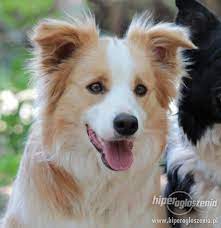 Hottest Free Of Charge Border Collies Blonde Popular Border Collie Dog Dogs Border Collie