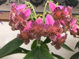 Image result for Kohleria