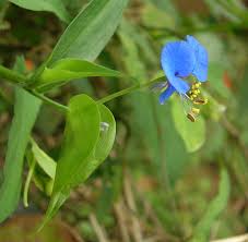 Image result for Commelina subulata