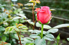 How to prepare a rose garden. How Do Flower Growers Prepare For Valentine S Day Virgin Farms