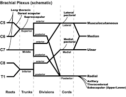 Brachial Plexus And Its Injury Medchrome