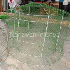 Jalak saigon thai (ayam kwan). Paling Laris Perkup Reban Bone Ayam Laga Ayam Sabung 2lapis 2layer Saiz 4kaki