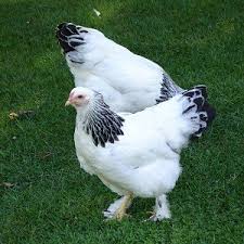 Chicken Breeds Backyard Chickens