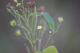 Image result for Wissadula