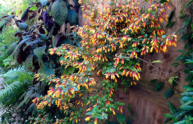 Image result for Justicia scandens