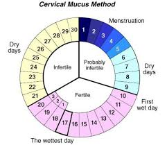 Cervical Mucus Method Natural Birth Control Cervical