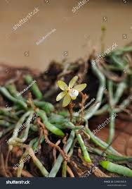 Image result for Taeniophyllum