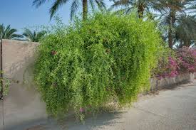 Image result for Salvadora persica