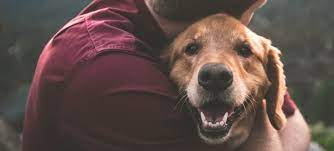 Check spelling or type a new query. Metropolitan Animal Emergency And Specialty Center