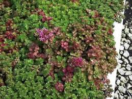 Dragon's blood sedum sedum spurium 'fulda glow' fabulous low growing perennial creates a carpet of rosy red from early to late summer. 30 Fresh Cuttings Sedum Spurium Dragon S Blood John Creech Groundcover Ebay
