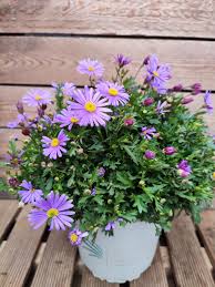 Image result for Brachycome