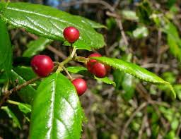 Image result for Rhamnus prinoides