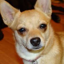 Pomeranian Chihuahua Mix Black And Brown Short Hair Pomeranian Chihuahua Mix My Next Sweetheart Pomeranian Chihuahua Mix Pomeranian Chihuahua Chihuahua Mix