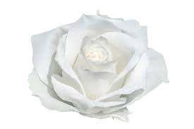 Rose flower page 9 from 12 in hd quality. 701 598 White Rose Photos Free Royalty Free Stock Photos From Dreamstime