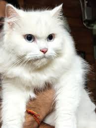 Unas fotos del Oppo Reno 14 Pro (Prueba) Pregúntenme lo que quieran. :  r/GadgetsIndia