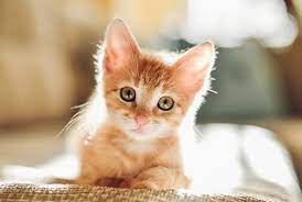 Tips To Survive Kitten Teething Blue Buffalo