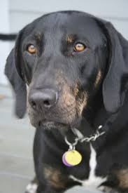 Black And Tan Plott Hound Lab Mix Diego April 2010 Plott Hound American Leopard Hound Black Mouth Cur Dog