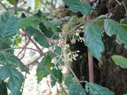 Image result for Lepidotrichilia volkensii