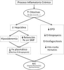 Durante la entrevista torito se abrió hasta tal punto que no dudó en criticar a mediaset por no. Anemia De Las Enfermedades Cronicas Fisiopatologia Diagnostico Y Tratamiento Sciencedirect