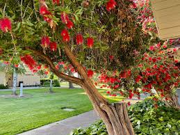 Image result for Callistemon