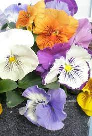 Pansy Cat S Whiskers Pansies Flowers Pansies Bedding Plants