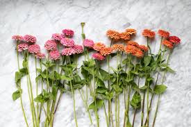 Check spelling or type a new query. Growing A Cut Flower Garden The Grit And Polish
