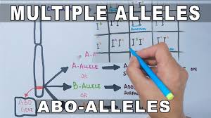 Multiple alleles worksheet answers is important to improve your math skills. Multiple Alleles Youtube