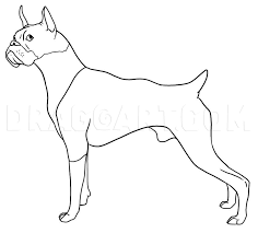 The majority of boxer dogs will be fawn or brindle with endless options of marking placement. How To Draw A Boxer Coloring Page Trace Drawing