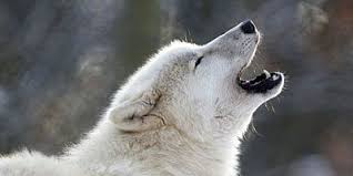 What Rank In A Wolf Pack Would You Be What Animal Are You Your Spirit Animal Animal Quiz