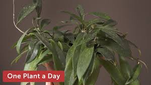 Hindu rope plant (hoya carnosa compacta) also called krinkle kurl due to its twisted green leaves, this hoya has trailing leafy stems and produces pink flowers in spring and summer. Hoya Pubicalyx Pink Silver Houseplant Care 123 Of 365 Youtube
