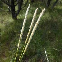 Image result for Elionurus