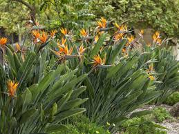Bird Of Paradise Flower Meaning In Hindi How To Prune A Bird Of Paradise Plant World Of Flowering Plants Birds Of Paradise Plant Paradise Plant Plants