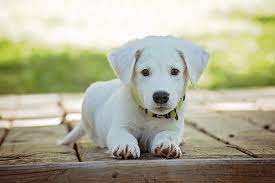 Lucy S Law Spells The Beginning Of The End For Puppy Farming Gov Uk
