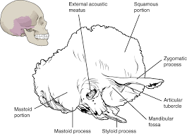 7 3 The Skull Anatomy Physiology